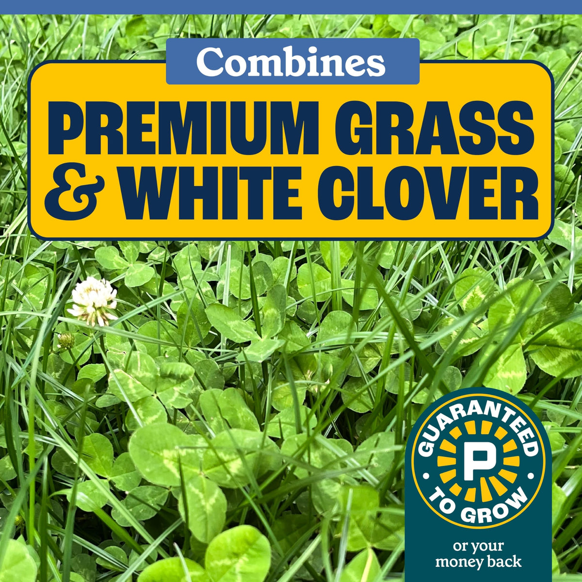 Pennington pollinator-friendly lawn with blooming clover inviting bees.