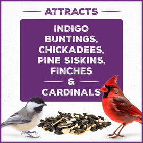 Pennington Pride Songbird birds at feeder attract colorful species