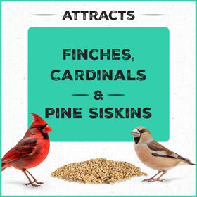Birds on a feeder enjoying Pennington Pride Wild Finch Blend.