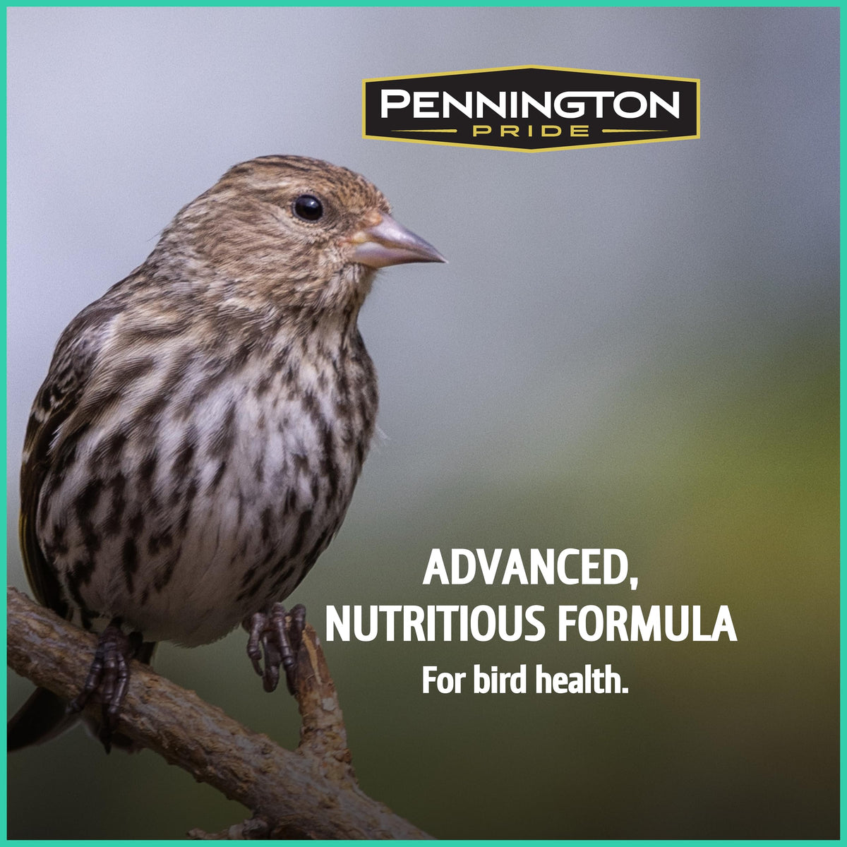 Backyard scene with a feeder loaded with Pennington Pride Wild Finch Blend.