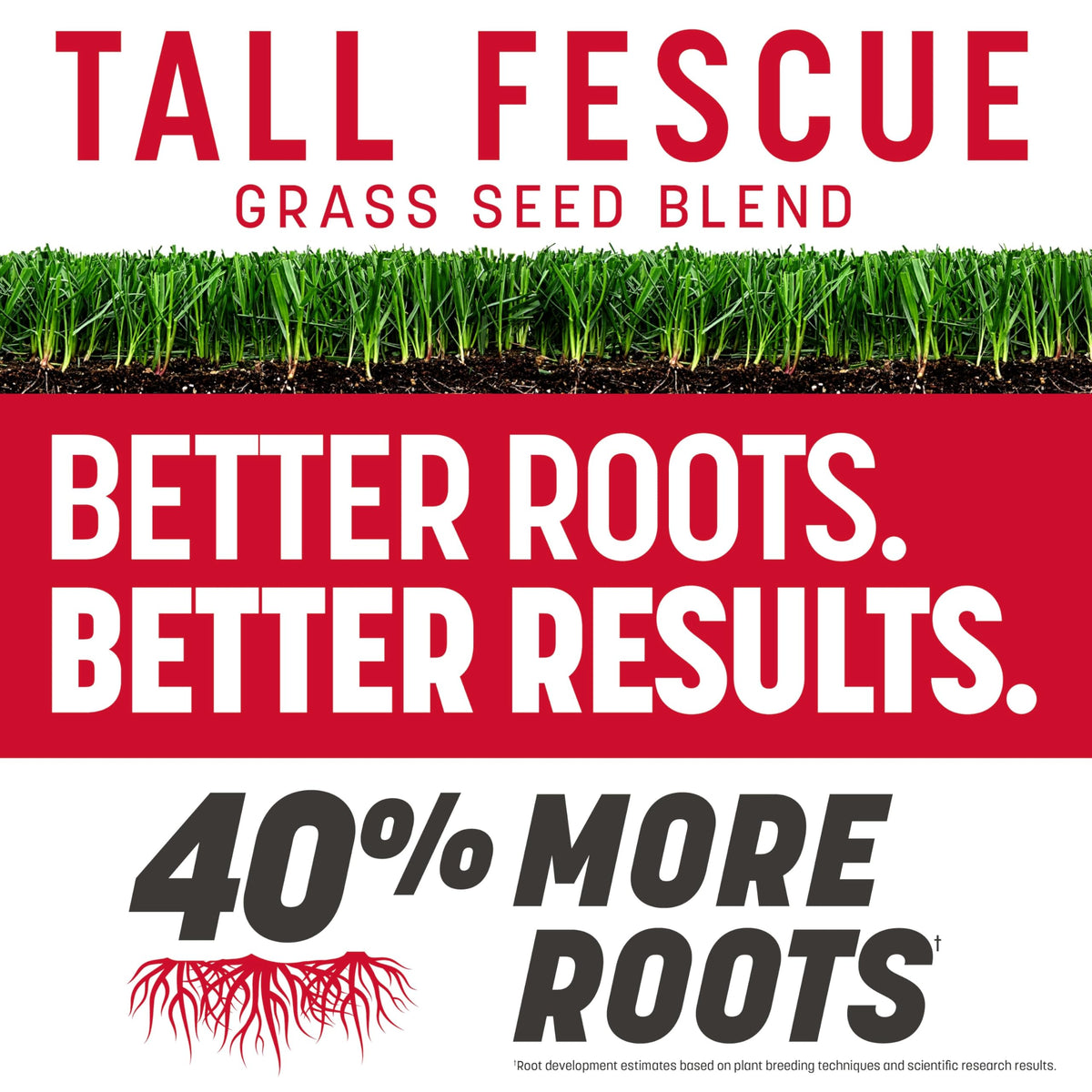 Pennington Rebels tall fescue dense green turf close-up