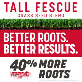 Pennington Rebels tall fescue dense green turf close-up