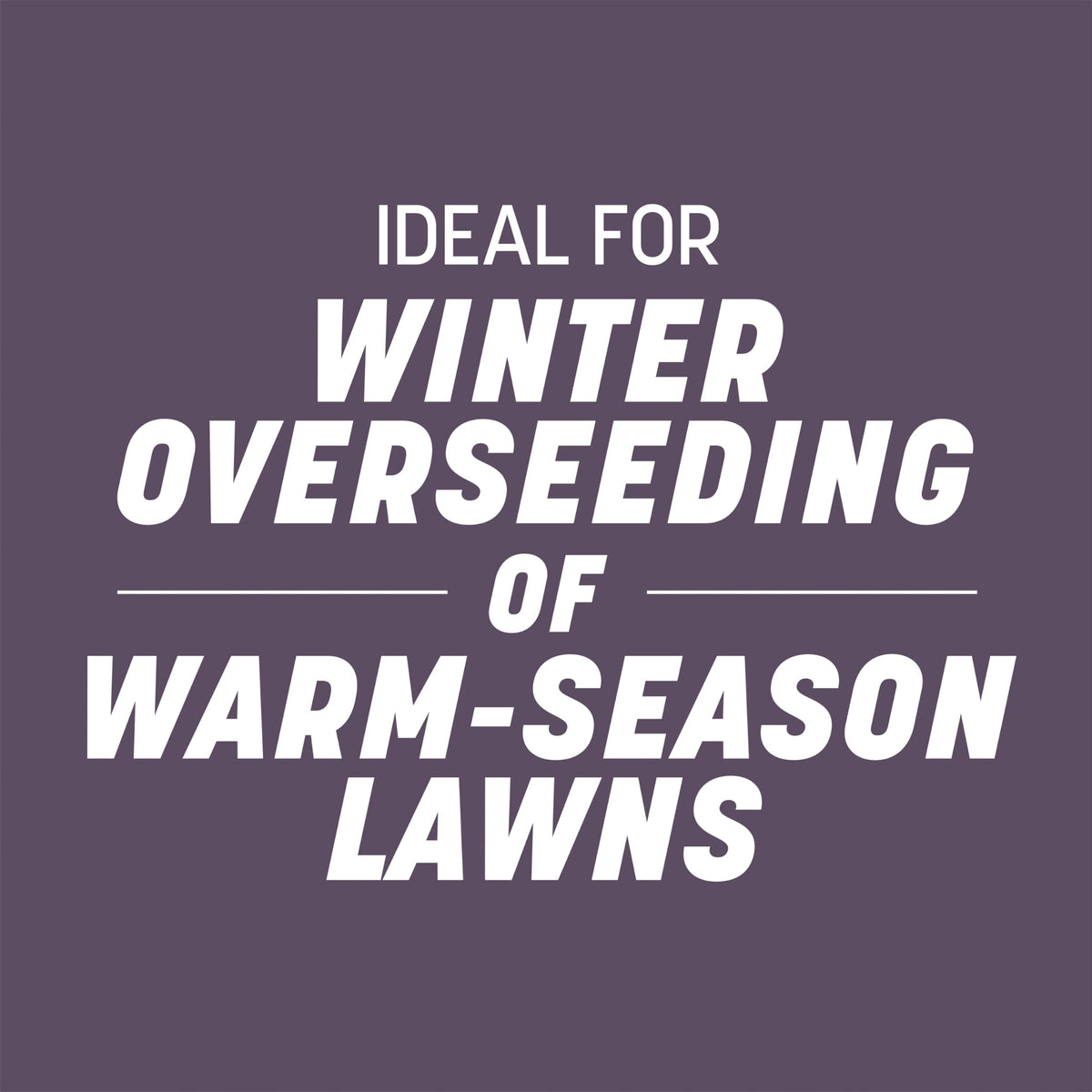 Pennington ryegrass covers up to 2,000 sq ft for thin lawns.