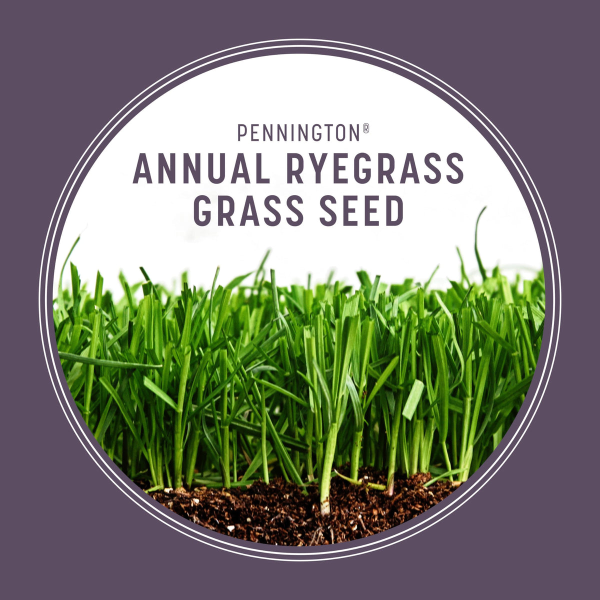 Pennington Ryegrass creates winter color for southern lawns.