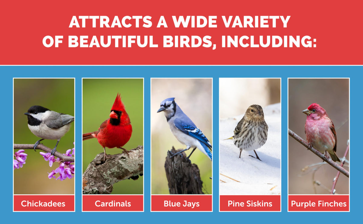 Blue jay near Pennington Birder Blend feeder attracted by diverse seeds.