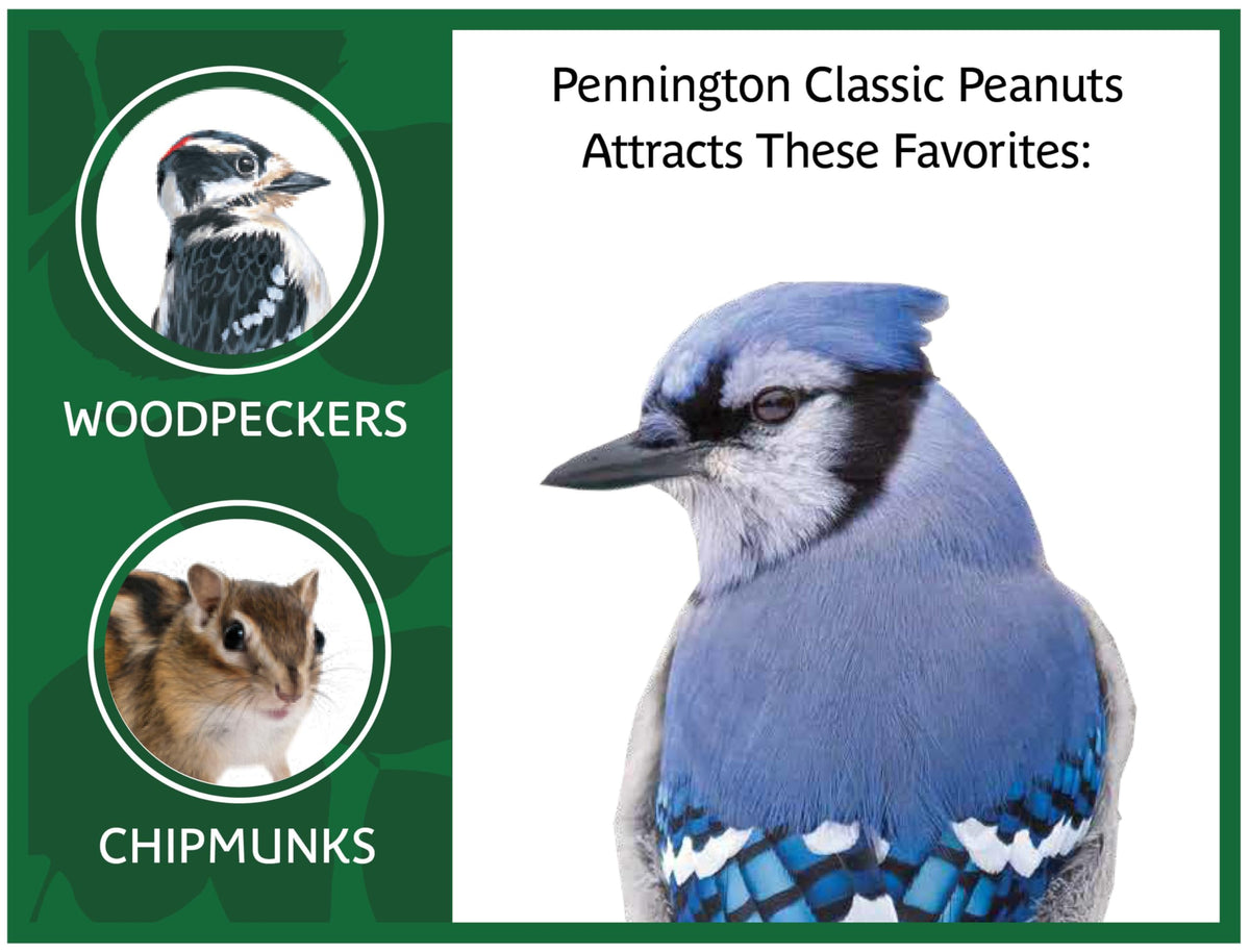 Pennington Classic peanuts ideal for ground feeding.