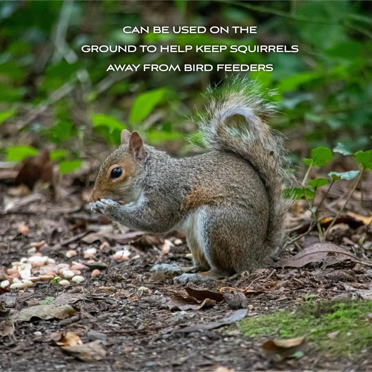 Ground feeding of Pennington shelled peanuts helping deter squirrels from feeders.