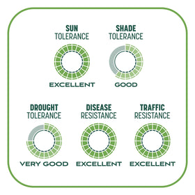Pennington Smart Patch all-in-one mix for repair and growth.