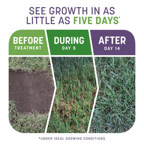 Pennington Smart Patch Dense Shade seed spread demonstrates even application in lawn.