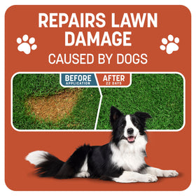 Pennington Smart Patch mulch and fertilizer support rapid lawn establishment.
