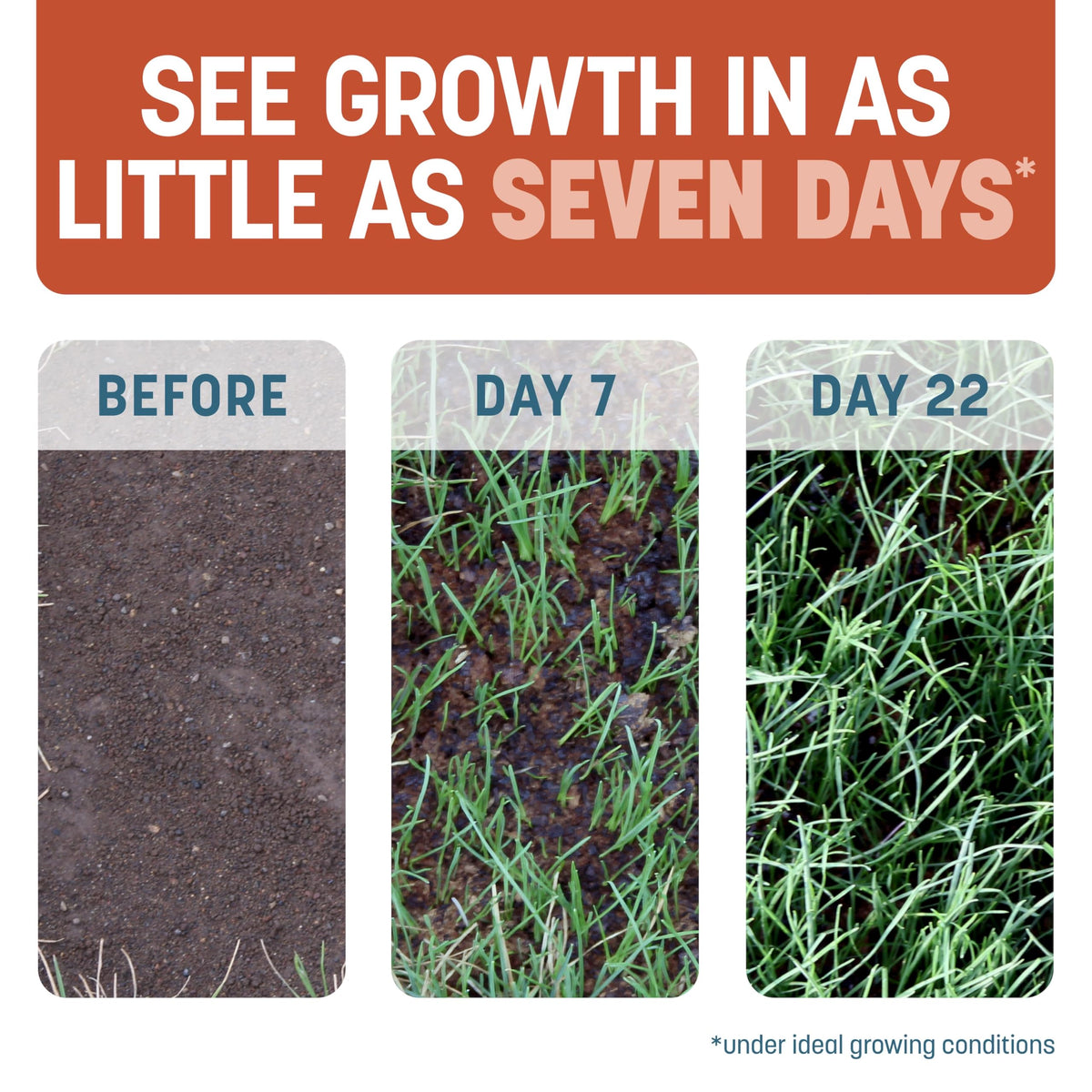 Pennington Smart Patch sloped ground coverage demonstrates seed stay-put.