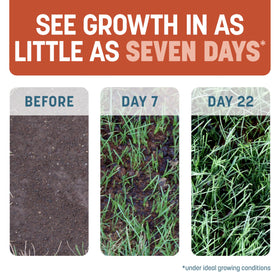 Pennington Smart Patch sloped ground coverage demonstrates seed stay-put.