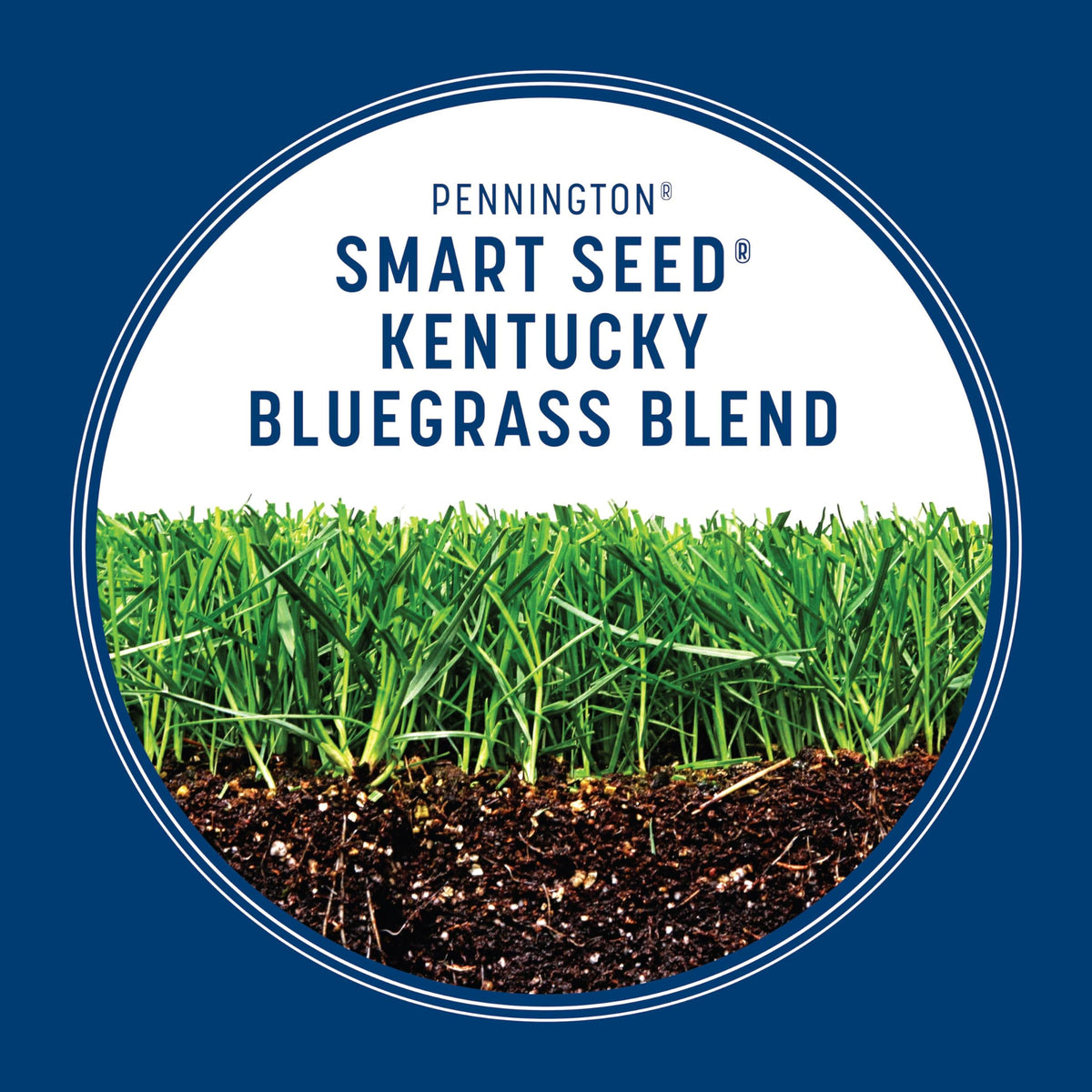 Pennington Smart Seed Kentucky Bluegrass Blend sunlit area thriving.