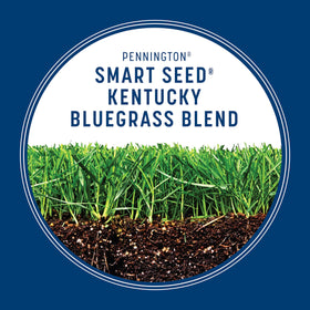 Pennington Smart Seed Kentucky Bluegrass Blend sunlit area thriving.