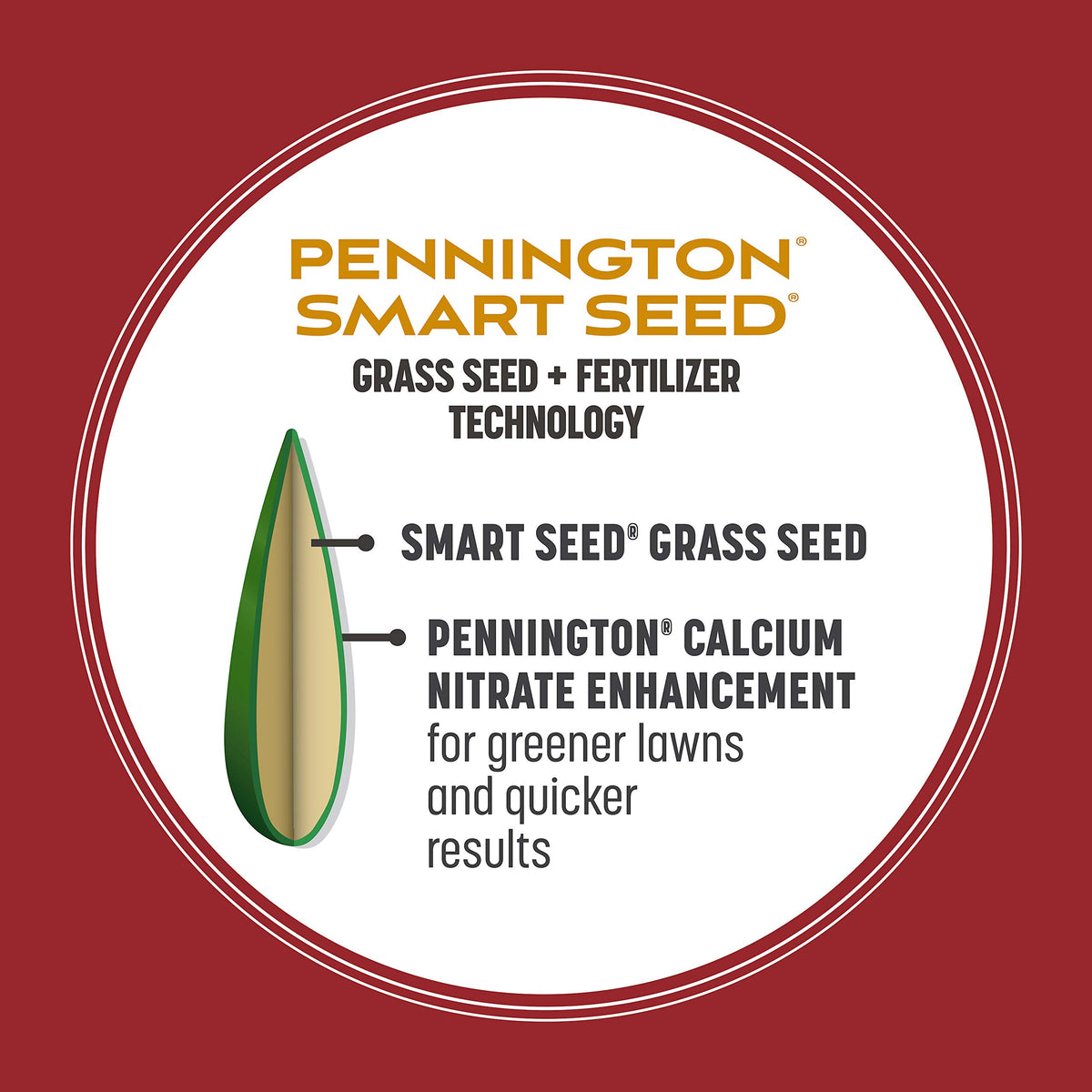 Pennington Smart Seed Perennial Ryegrass drought-tolerant blades in sun