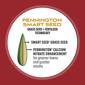 Pennington Smart Seed Perennial Ryegrass drought-tolerant blades in sun