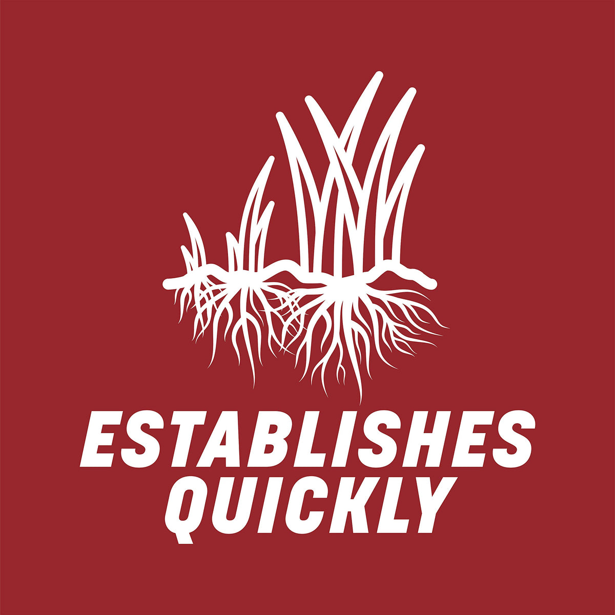 Pennington Smart Seed Perennial Ryegrass foot traffic durability