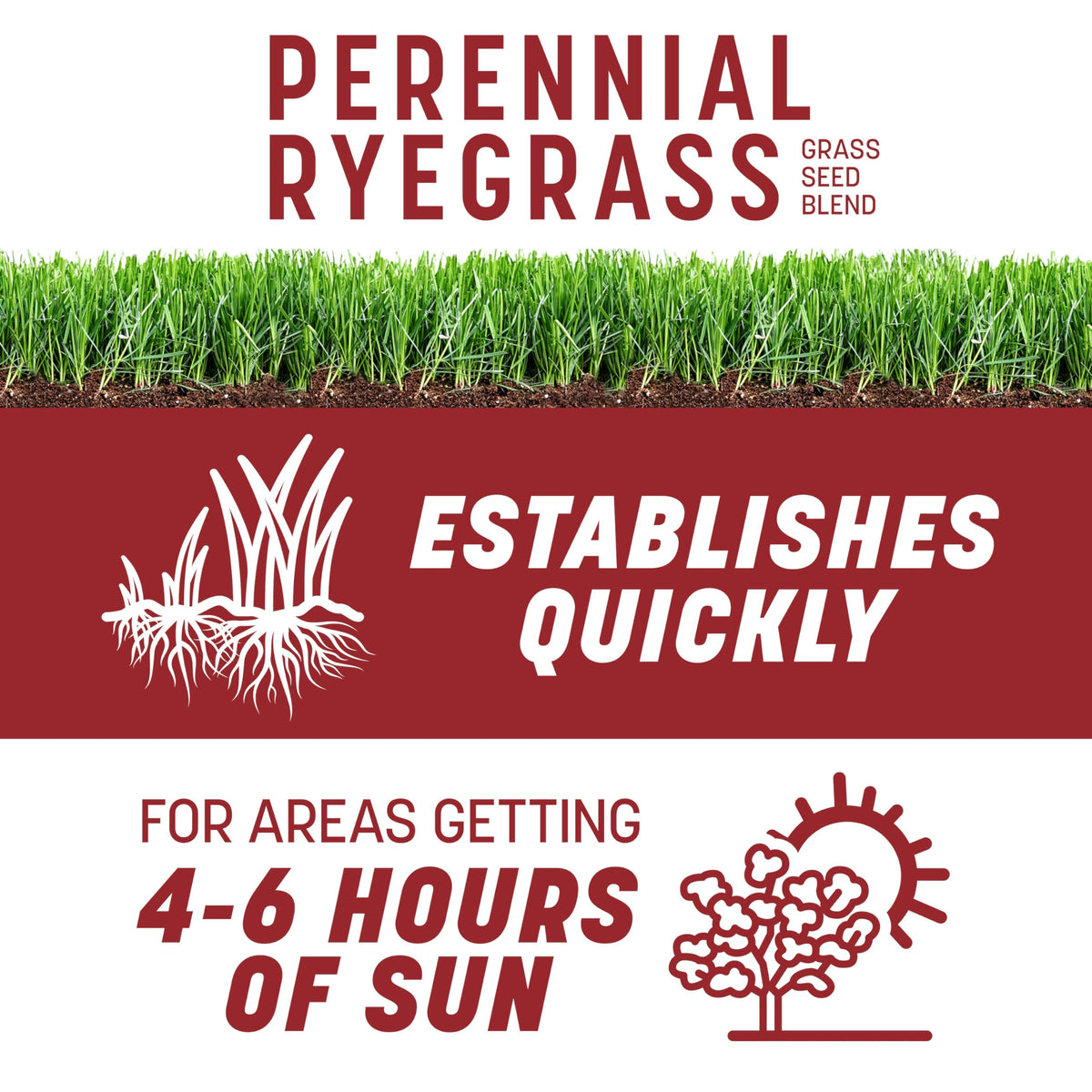 Pennington Smart Seed Perennial Ryegrass seed close-up showing grain texture
