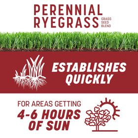 Pennington Smart Seed Perennial Ryegrass seed close-up showing grain texture