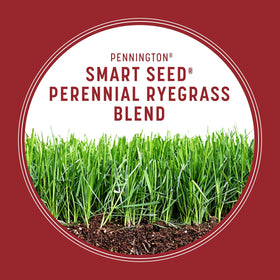 Pennington Smart Seed Perennial Ryegrass thriving under 4–6 hours sun