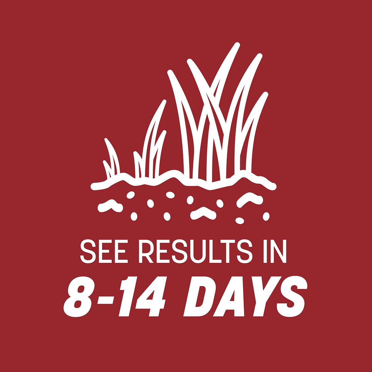 Pennington Smart Seed Perennial Ryegrass color retention into winter