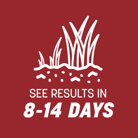 Pennington Smart Seed Perennial Ryegrass color retention into winter