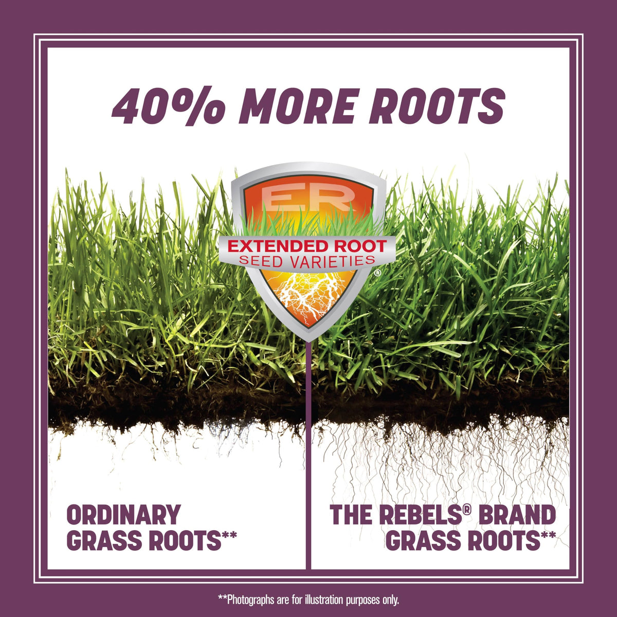 Pennington The Rebels seed close-up showing dense, drought-tolerant tall fescue blend