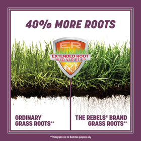 Pennington The Rebels seed close-up showing dense, drought-tolerant tall fescue blend