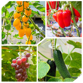 PEOUWNES tomato and pepper clips in a vertical garden setup.