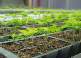 Pepper Joe's Trinidad Scorpion seeds for warm climates, thriving in hot gardens.