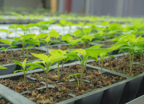 Pepper Joe's USA-grown seed label emphasizing quality and origin.