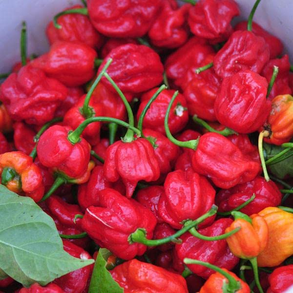 Pepper Joe's USA-grown Trinidad Scorpion seeds, premium non-GMO option for garden projects.