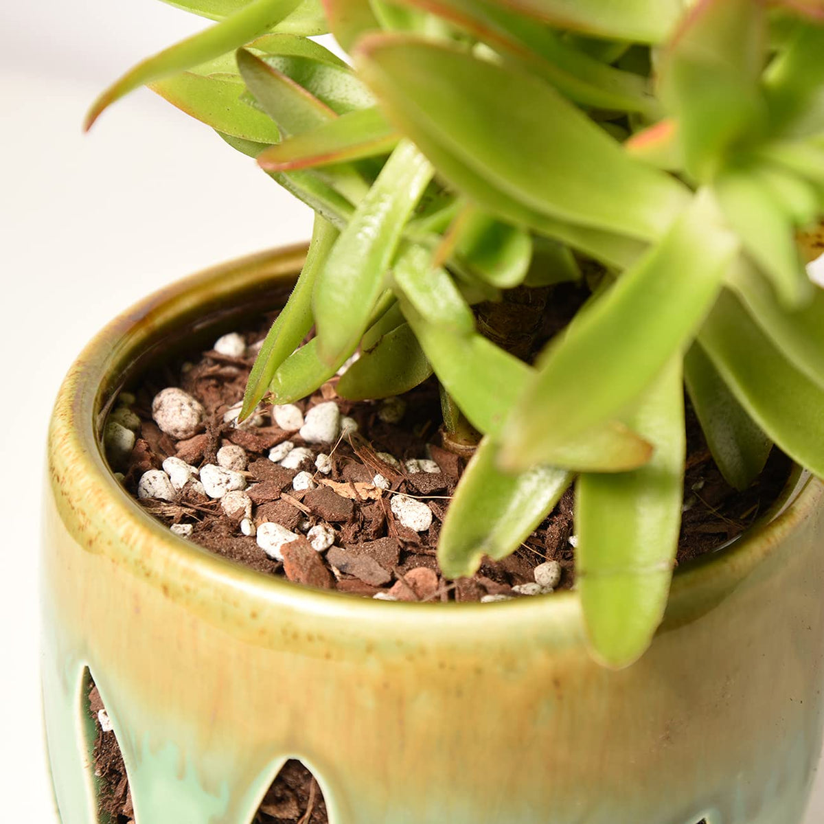 Perfect Plants 1qt packaging for ready-to-use succulent soil