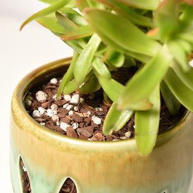 Perfect Plants 1qt packaging for ready-to-use succulent soil