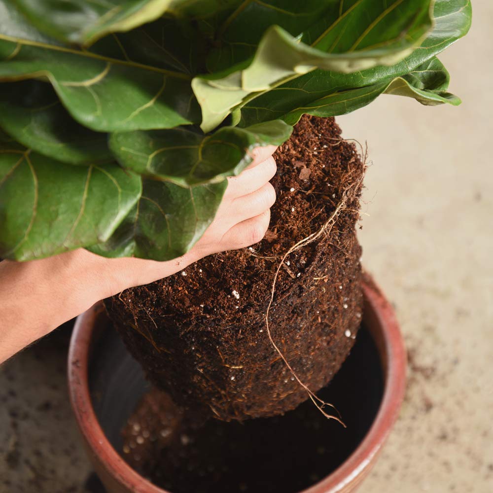 Perfect Plants all-purpose soil mix suitable for fiddle leaf figs and houseplants.