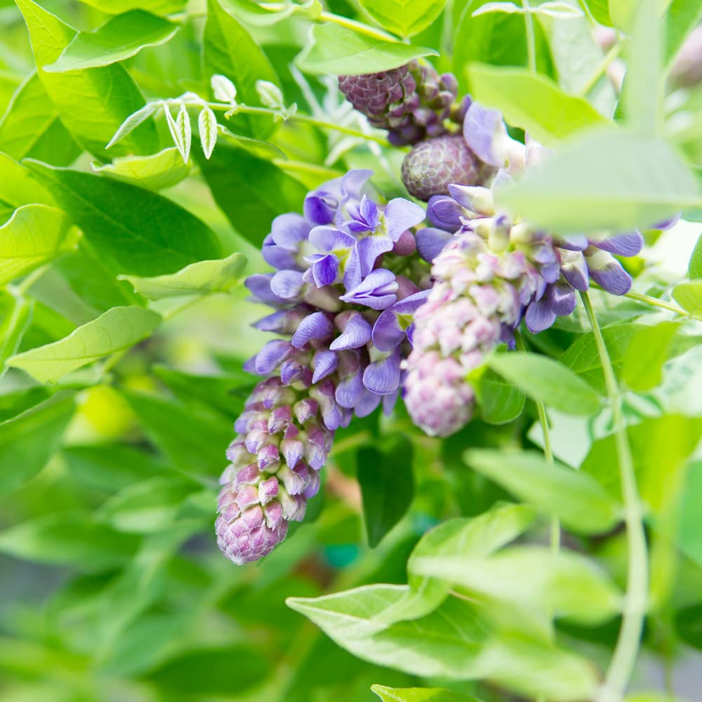Perfect Plants Amethyst Falls Wisteria container planting shows versatile outdoor display.