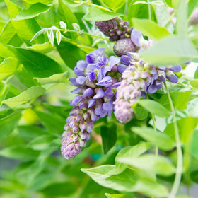 Perfect Plants Amethyst Falls Wisteria container planting shows versatile outdoor display.