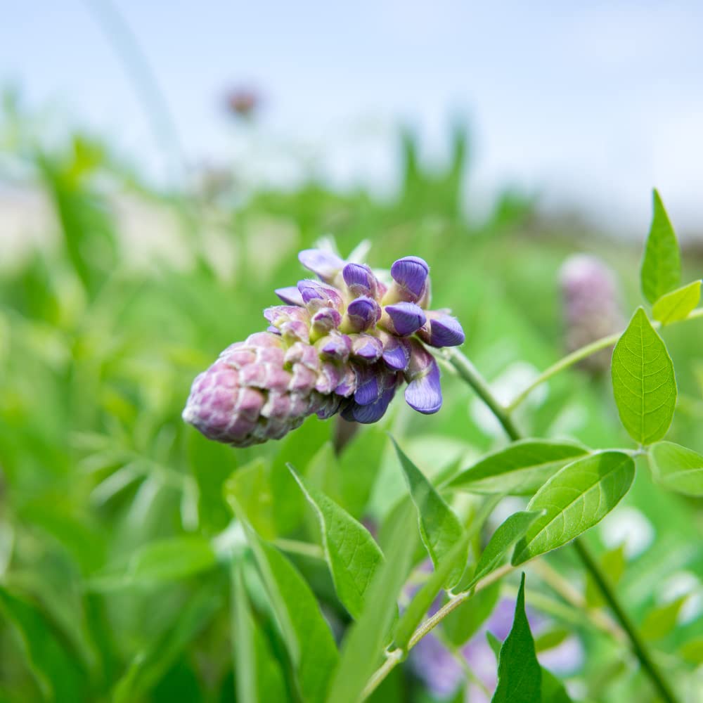 Perfect Plants Amethyst Falls Wisteria leaves in winter prep indicate seasonal beauty.