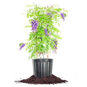 Perfect Plants Amethyst Falls Wisteria on trellis enhances outdoor spaces with fragrant blooms.
