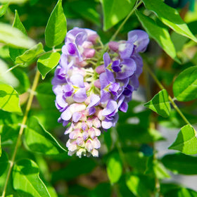 Perfect Plants Amethyst Falls Wisteria vine on arbor adds vertical interest.