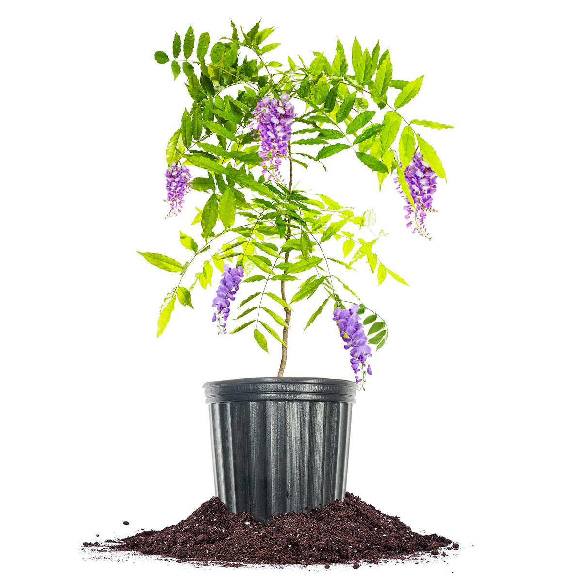 PERFECT PLANTS Amethyst Falls Wisteria Vine blooming in a potted display