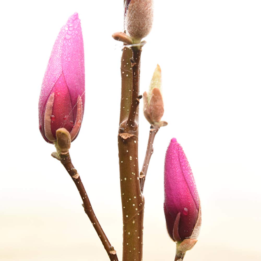 Perfect Plants Ann Magnolia full bloom shows arching branches and aromatic seasonal color