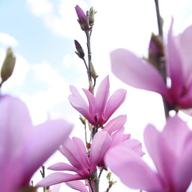 Perfect Plants Ann Magnolia hedge-ready form suggests privacy screen with vibrant year-round color