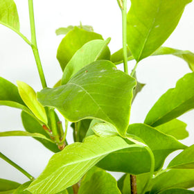 Perfect Plants Ann Magnolia pot 1-gallon highlights compact root-ready plant ready for planting