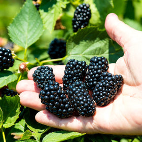 Apache blackberry flowers hinting at early summer fruiting