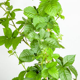 Perfect Plants Apache in a 1-gallon pot ready for garden setup