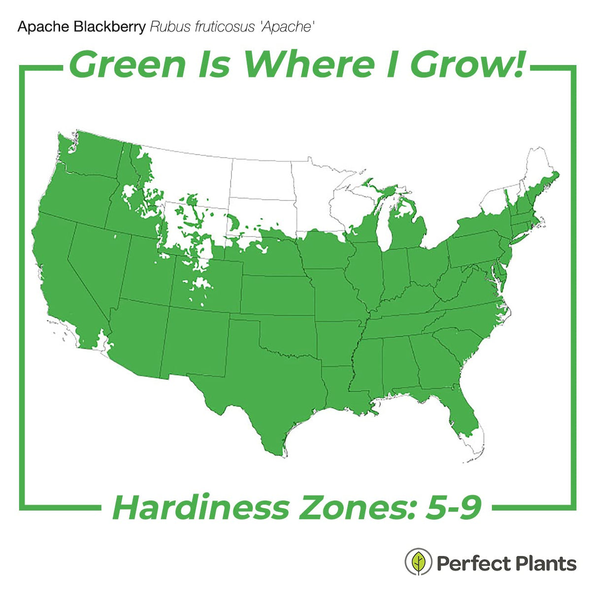 Apache leaves and thornless stems indicate easy maintenance