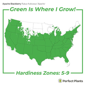 Apache leaves and thornless stems indicate easy maintenance