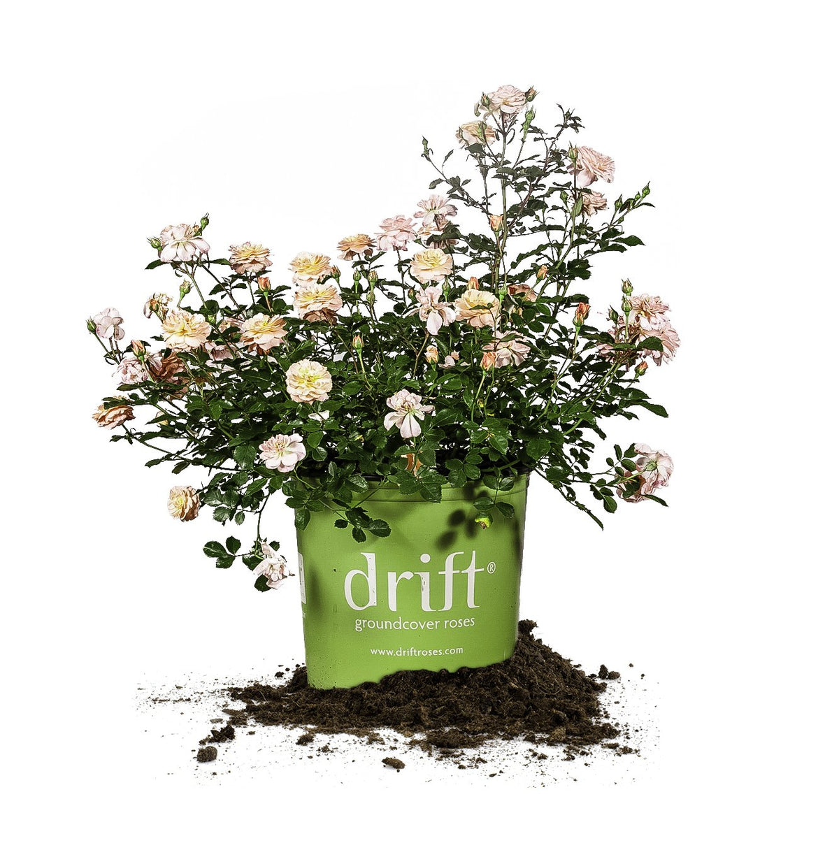 Perfect Plants Apricot Drift bloom: a vibrant groundcover rose for sunny landscapes.