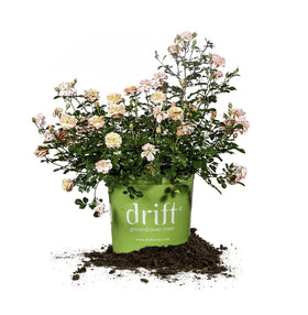 Perfect Plants Apricot Drift bloom: a vibrant groundcover rose for sunny landscapes.